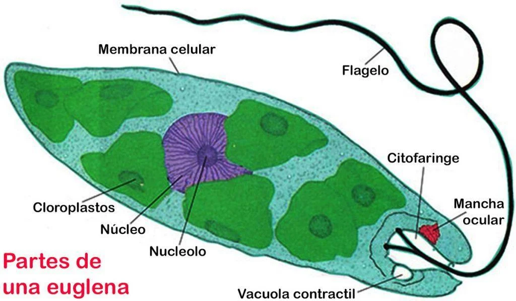 Reino Protista Caracter Sticas Clasificaci N E Importancia