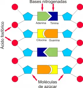 Núcleo celular Estructura del ADN