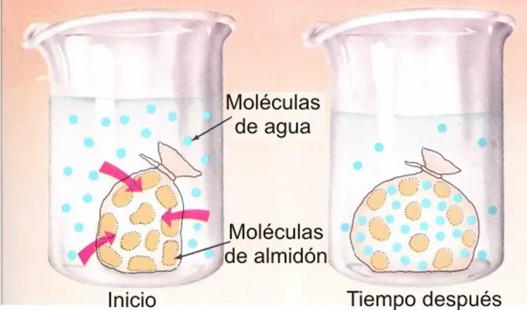 Difusión y ósmosis