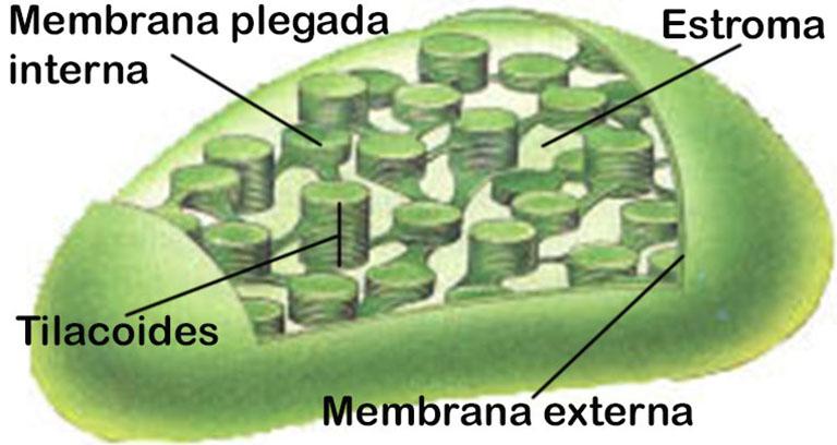 mitocondrias y cloroplastos