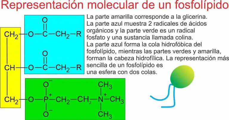 Membrana celular