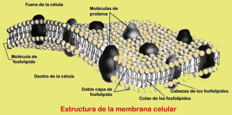 Membrana celular