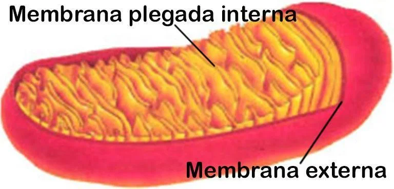 mitocondrias y cloroplastos