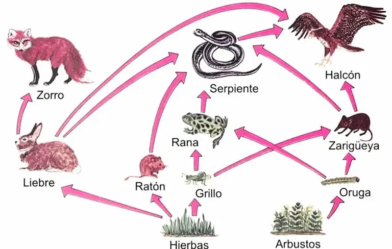 Los ecosistemas