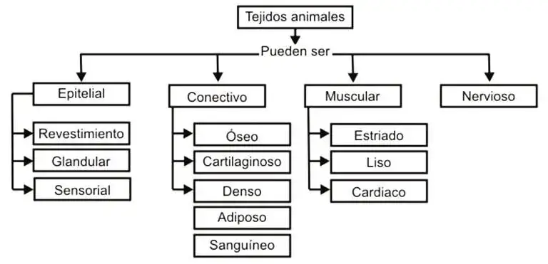 Tejidos animales y vegetales