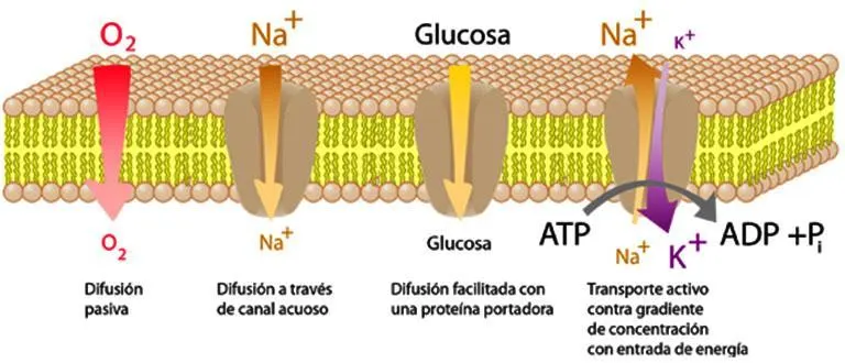 Transporte a través de la membrana celular