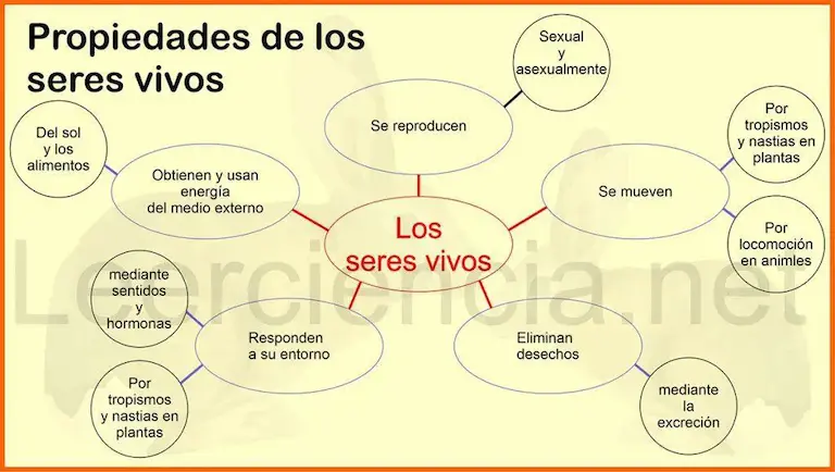 Mapa mental de propiedades de los seres vivos.