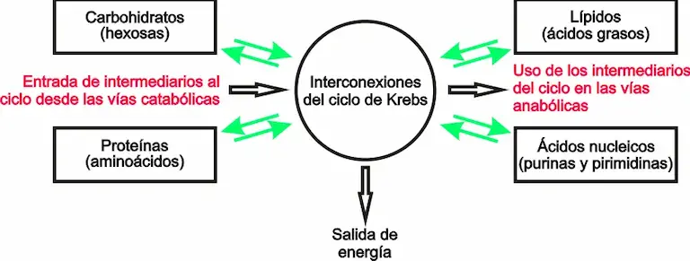 Respiración