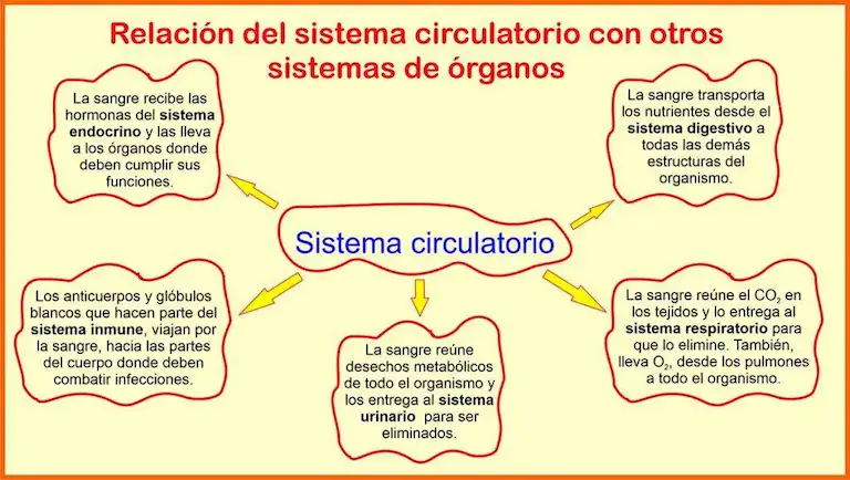 Órganos y sistemas