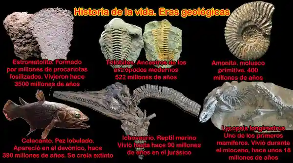 Las eras geológicas y el registro fósil.