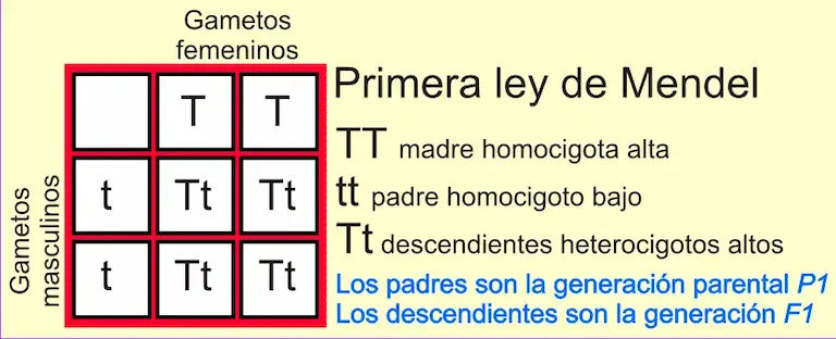 Leyes de Mendel. Ley de uniformidad.