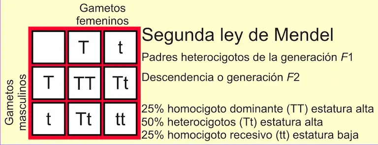 Leyes de Mendel. Ley de segregación.