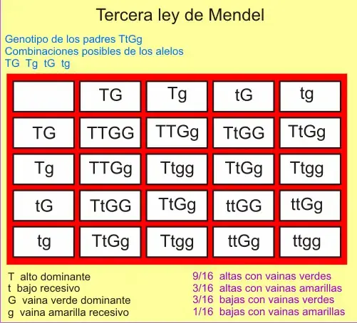 Leyes de Mendel. Ley de la independencia de caracteres.