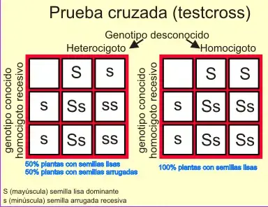 Test cross o prueba cruzada.