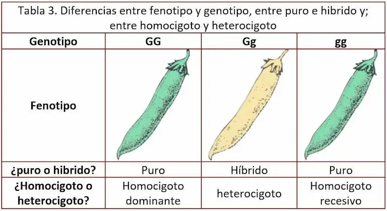 Diferencias entre genotipo y fenotipo