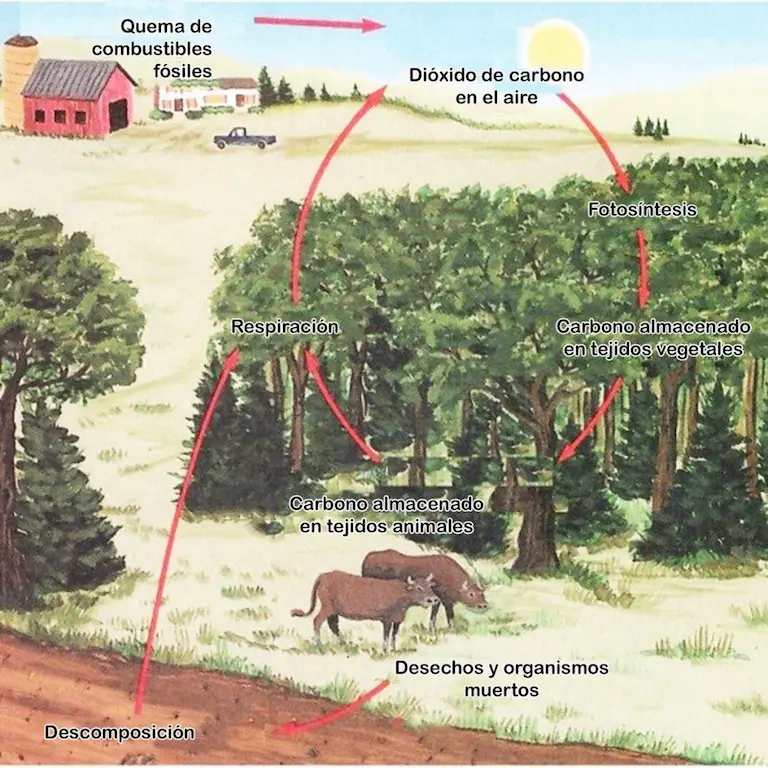 Ciclos de la materia: ciclo del carbono