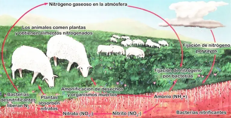 Ciclos de la materia: ciclo del Nitrógeno