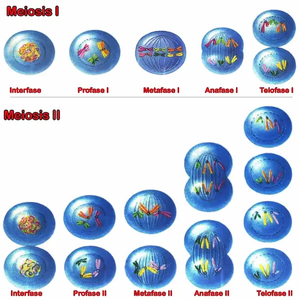 Esquema de la meiosis. Representación de sus fases.