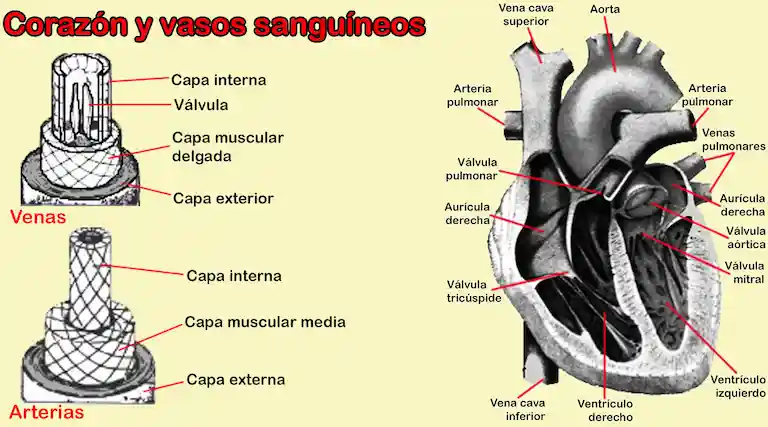 Sistema circulatorio humano