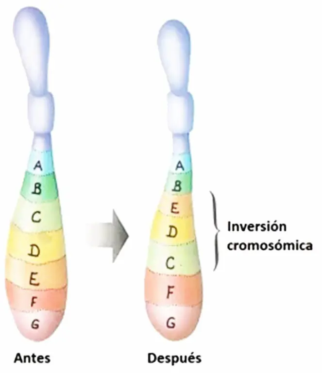 Ejemplo de mutación cromosómica por inversión.