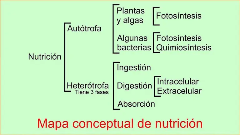 Mapa conceptual de nutrición.