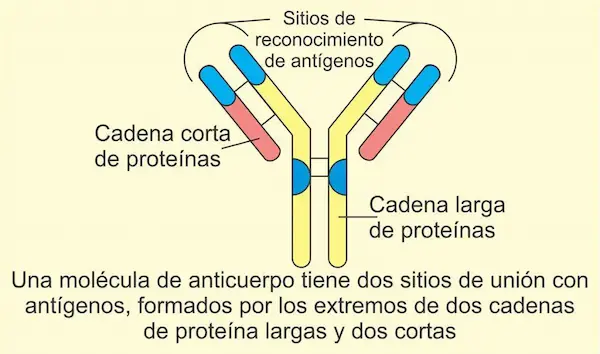 Sistema inmunológico