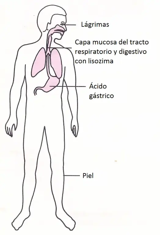 Sistema inmunológico