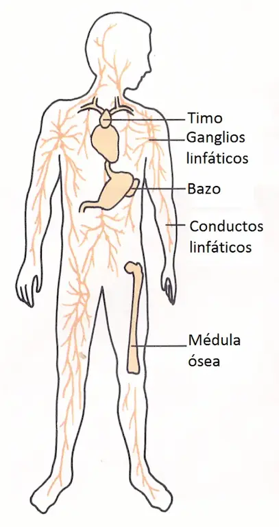 Algunos órganos del sistema inmunológico.