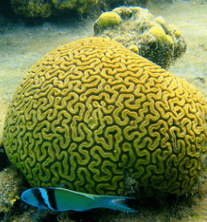 Los corales