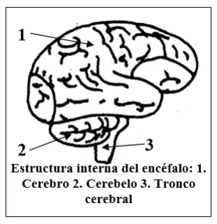 Sistema nervioso