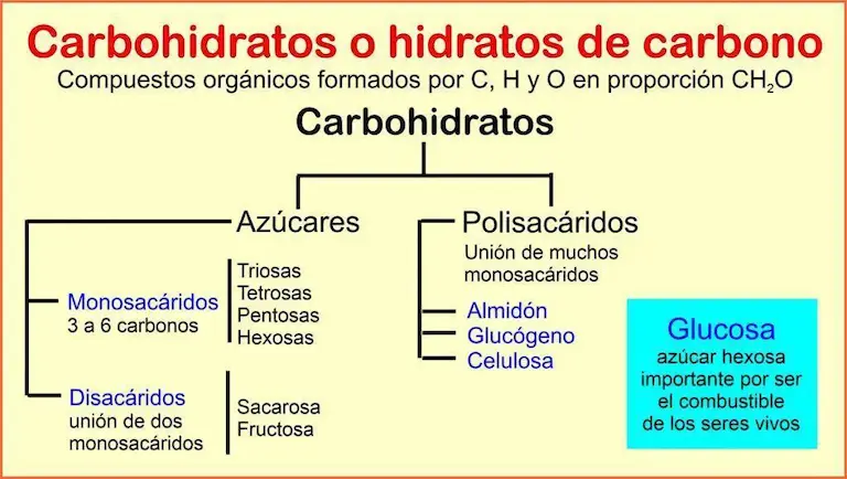 carbohidratos