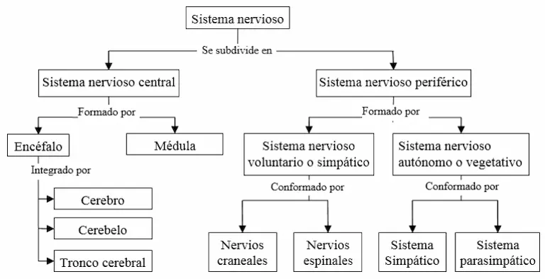 Sistema nervioso