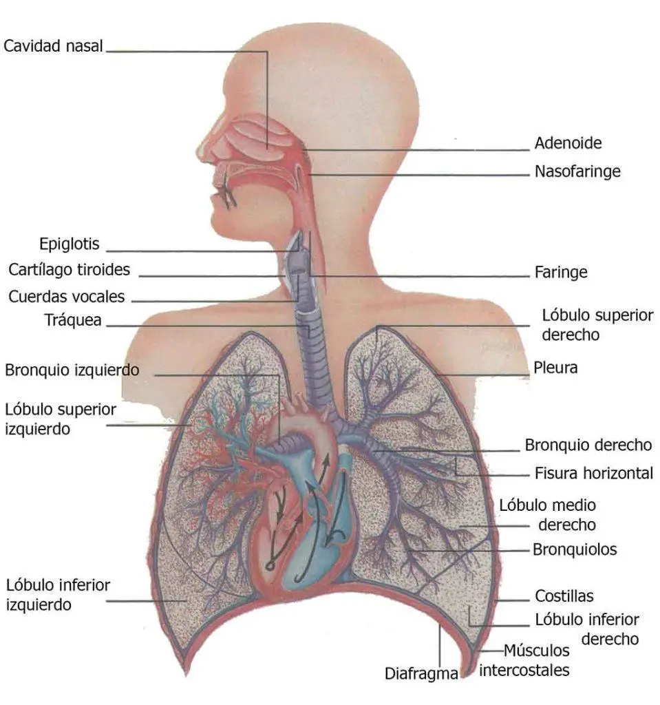 Aparato respiratorio humano