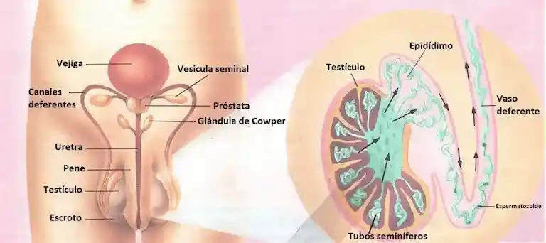 Órganos del aparato reproductor masculino.