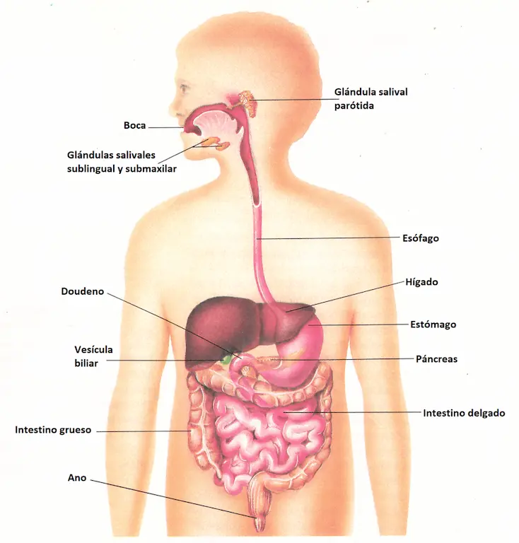 Aparato digestivo humano