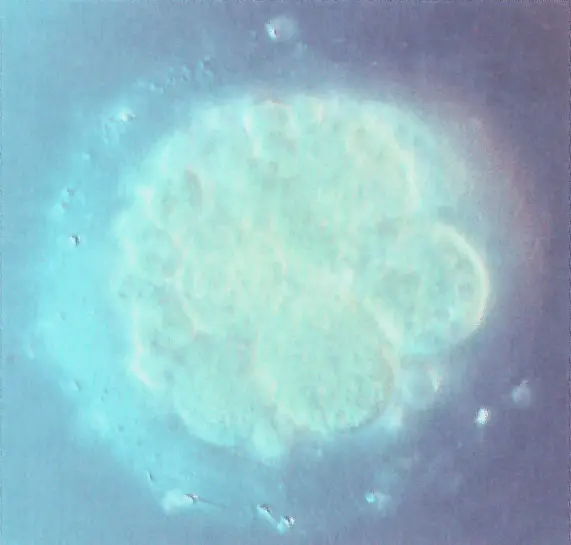 Fecundación y desarrollo embrionario