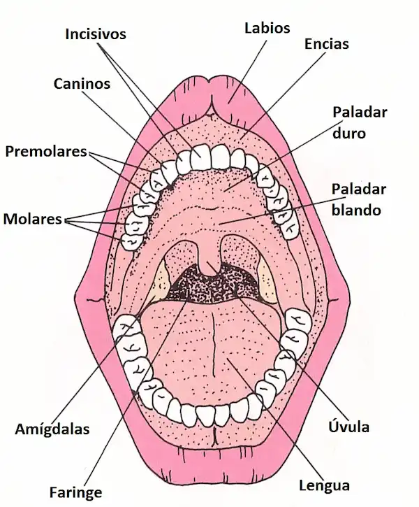 Aparato digestivo humano