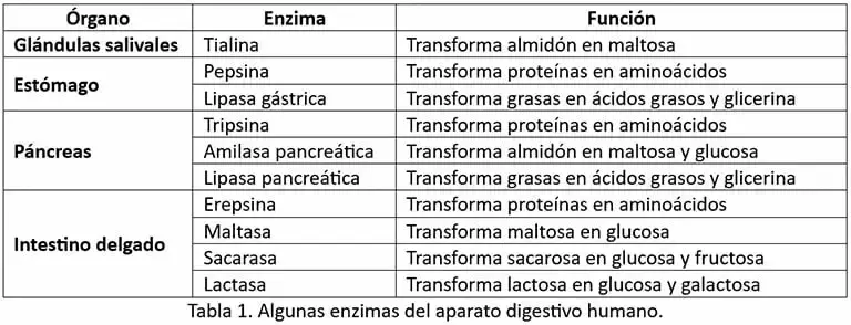 Aparato digestivo humano