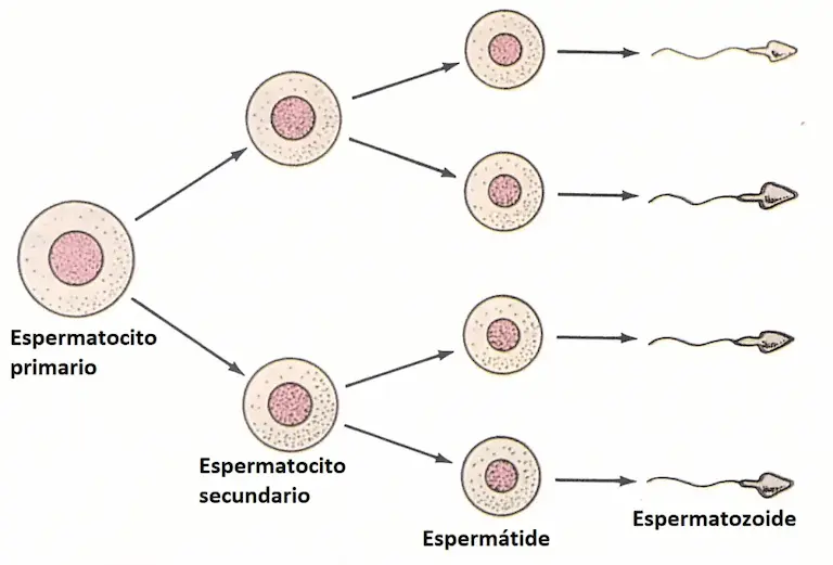 Aparato reproductor