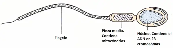 Partes de un espermatozoide.