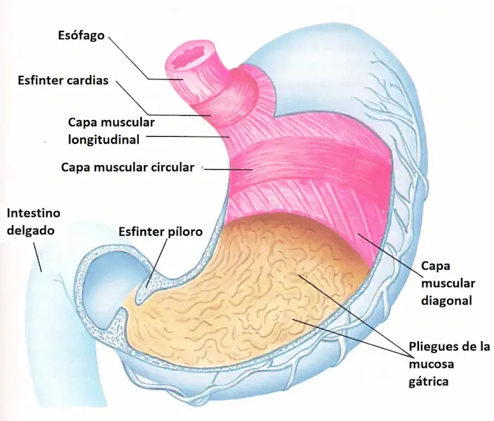 Estructura del estómago.