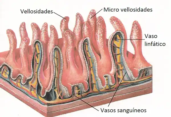 Pliegues del intestino delgado