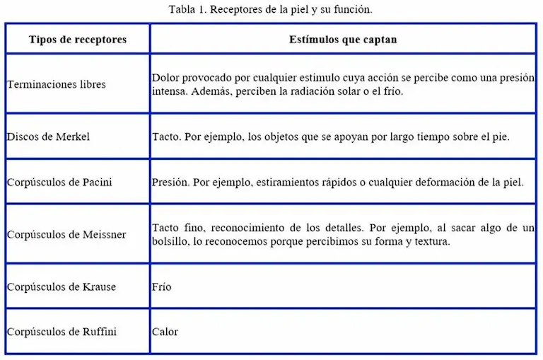 órganos de los sentidos