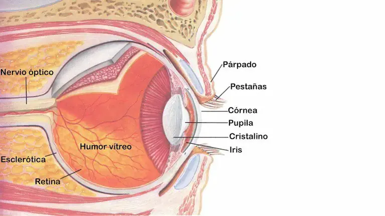 Estructura del ojo.