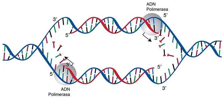 Estructura del ADN