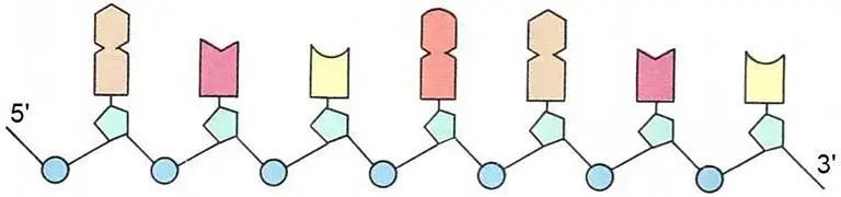 Estructura del ADN