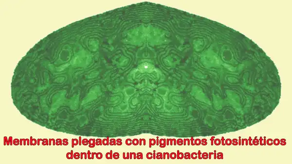 Nutrición en bacterias