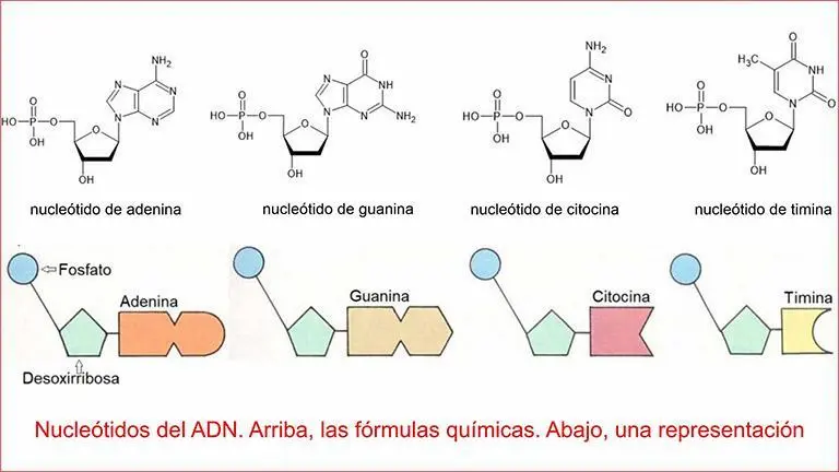 Estructura del ADN