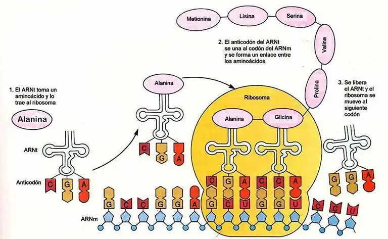 Proceso de traducción del ARN