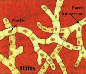 Hifas que forman el micelio